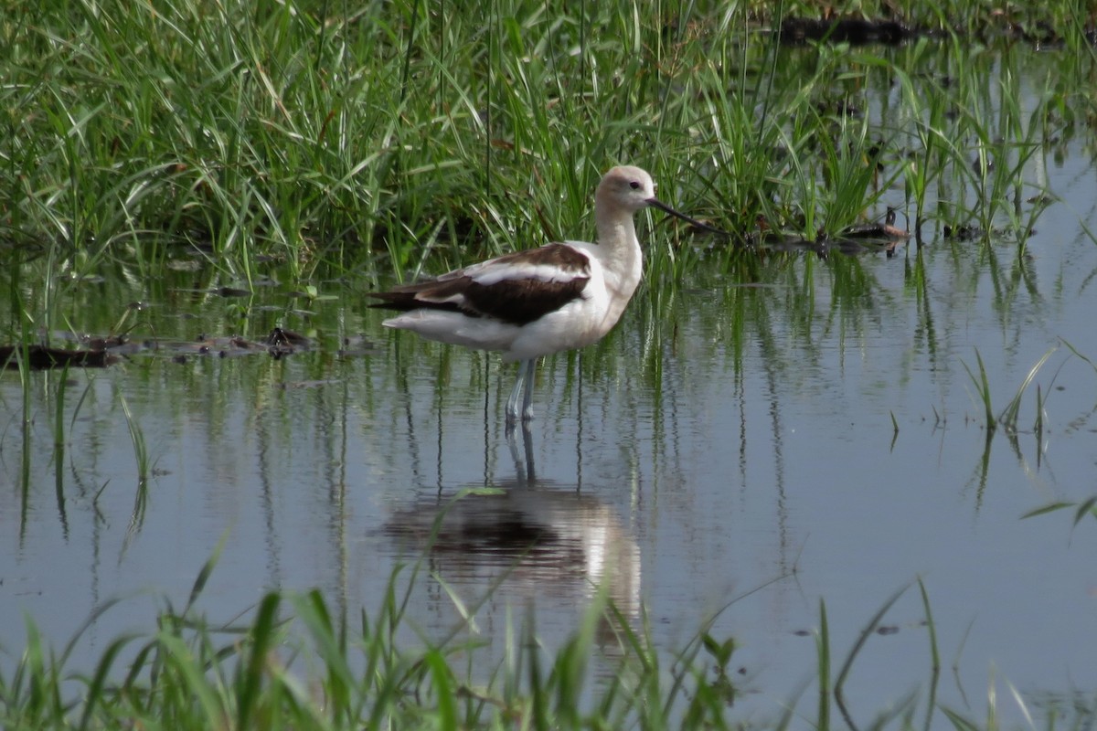 American Avocet - ML66293711