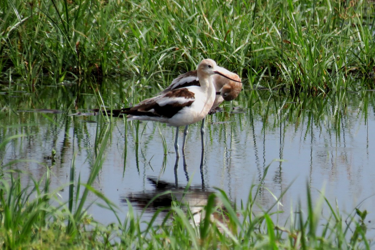 American Avocet - ML66293721