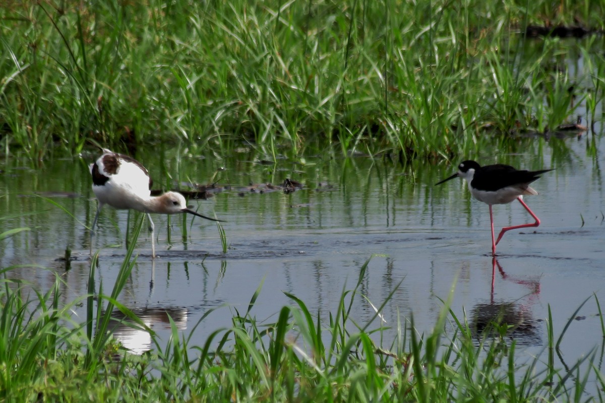 American Avocet - ML66293741