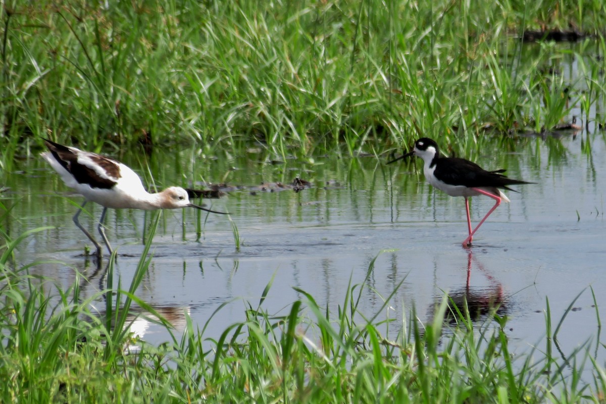 Black-necked Stilt - ML66293781