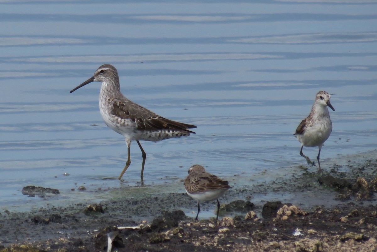 Stilt Sandpiper - ML66294051