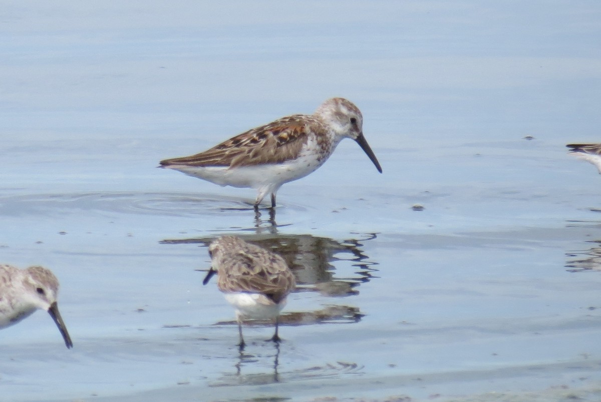 Western Sandpiper - ML66294101