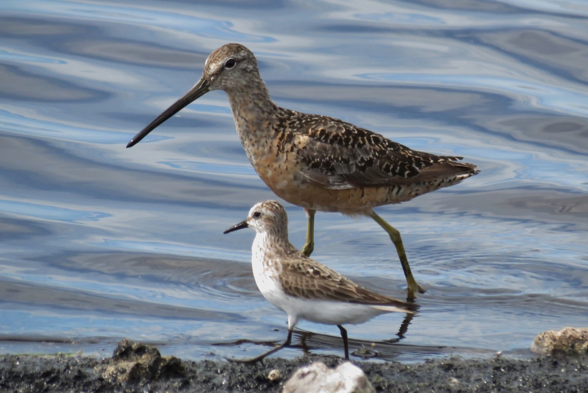 Long-billed Dowitcher - Steven Kaplan