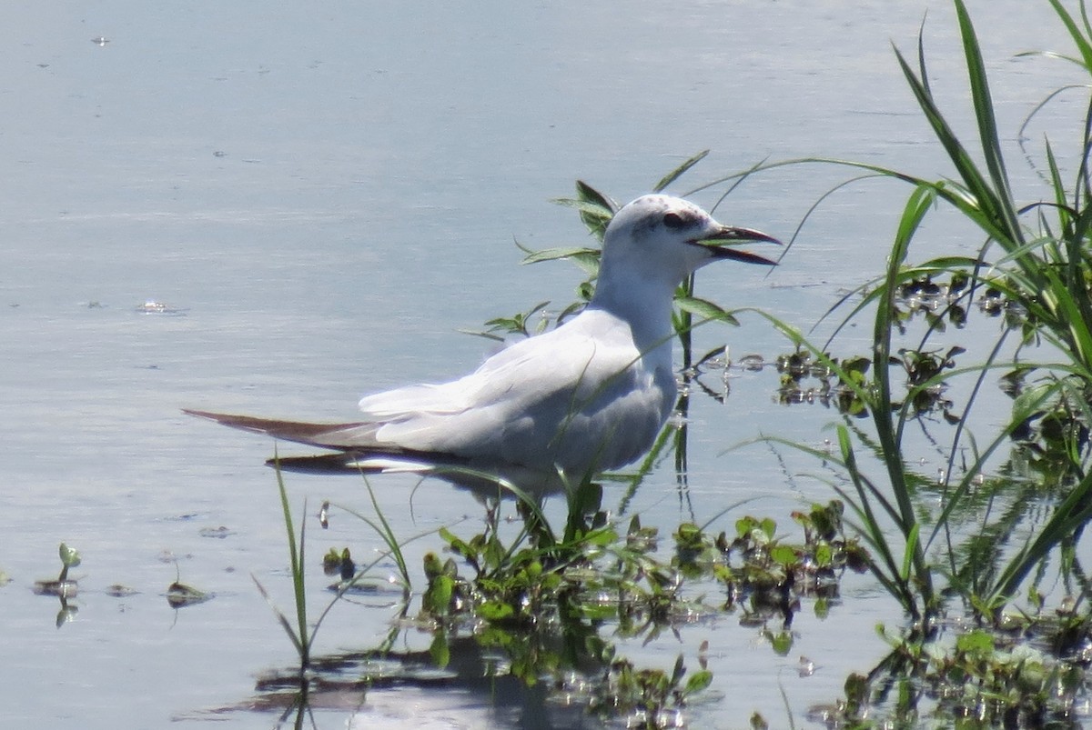 Gull-billed Tern - ML66294251