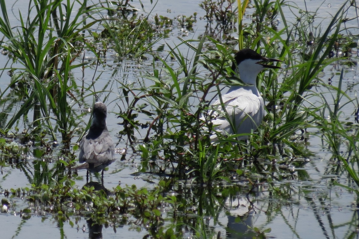 Gull-billed Tern - Steven Kaplan