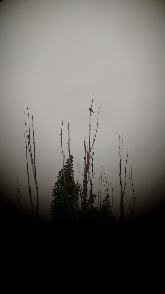 Eastern Kingbird - Matt Cahill