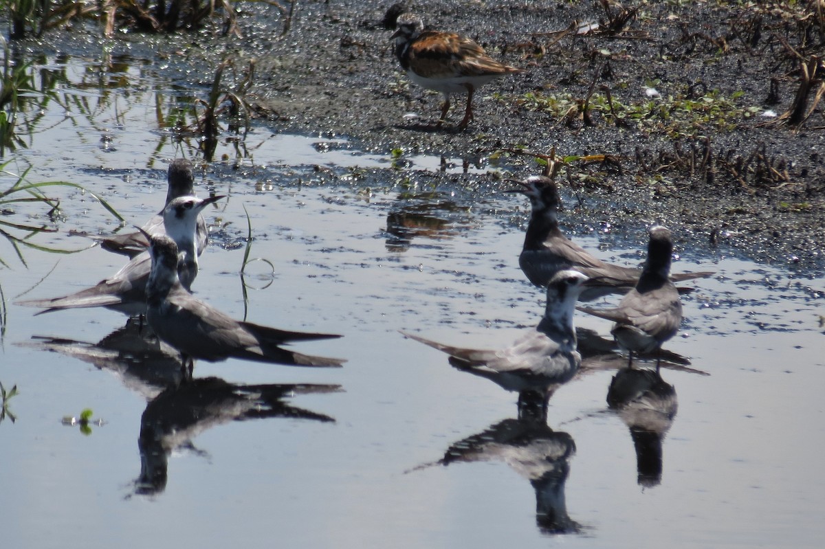 Black Tern - ML66294351