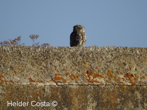 Little Owl - ML66295411