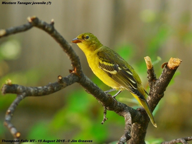 Western Tanager - ML66295491