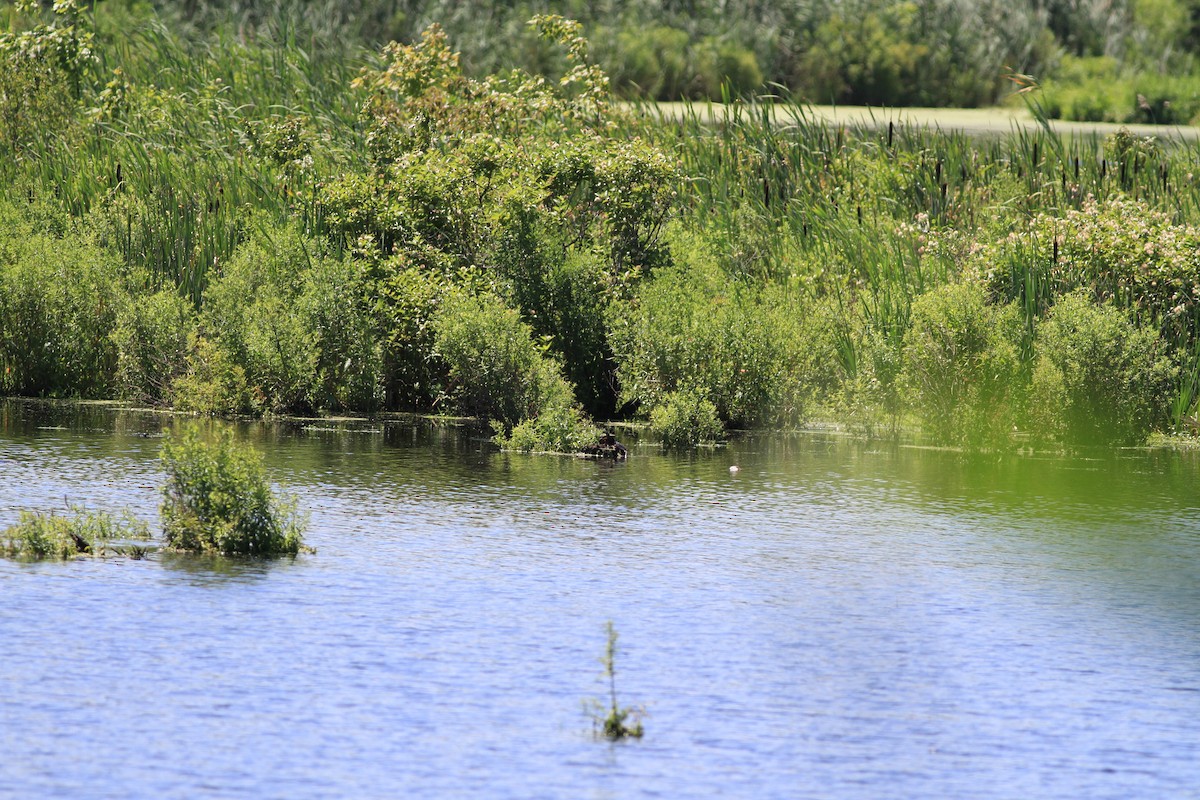 Common Gallinule - ML66296701