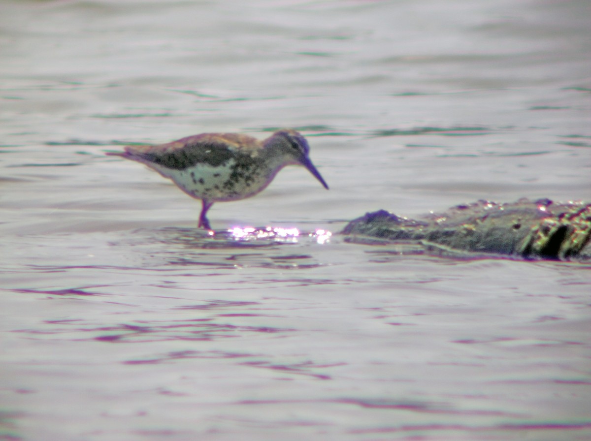 Spotted Sandpiper - ML66297871