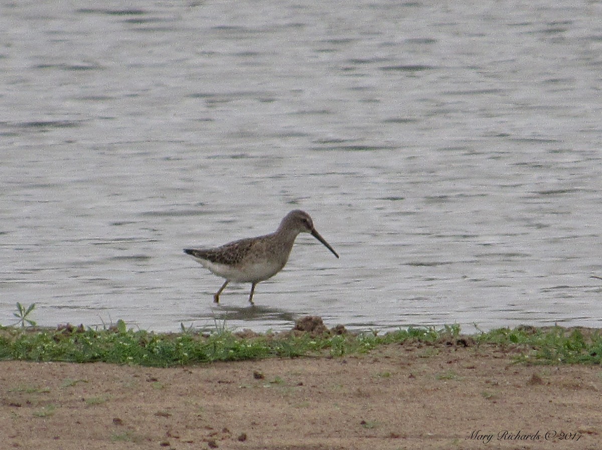 Stilt Sandpiper - Mary Richards