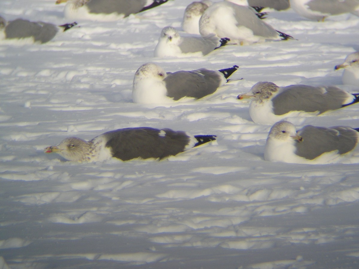 Lesser Black-backed Gull - ML66300321