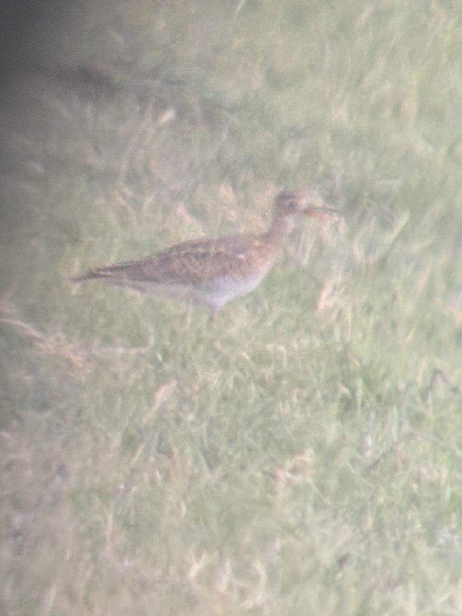 Upland Sandpiper - ML663004968