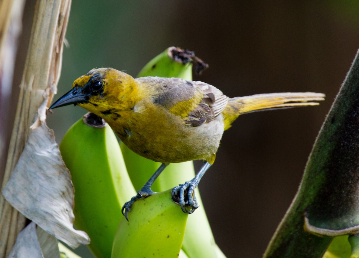 Puerto Rican Oriole - ML66300611