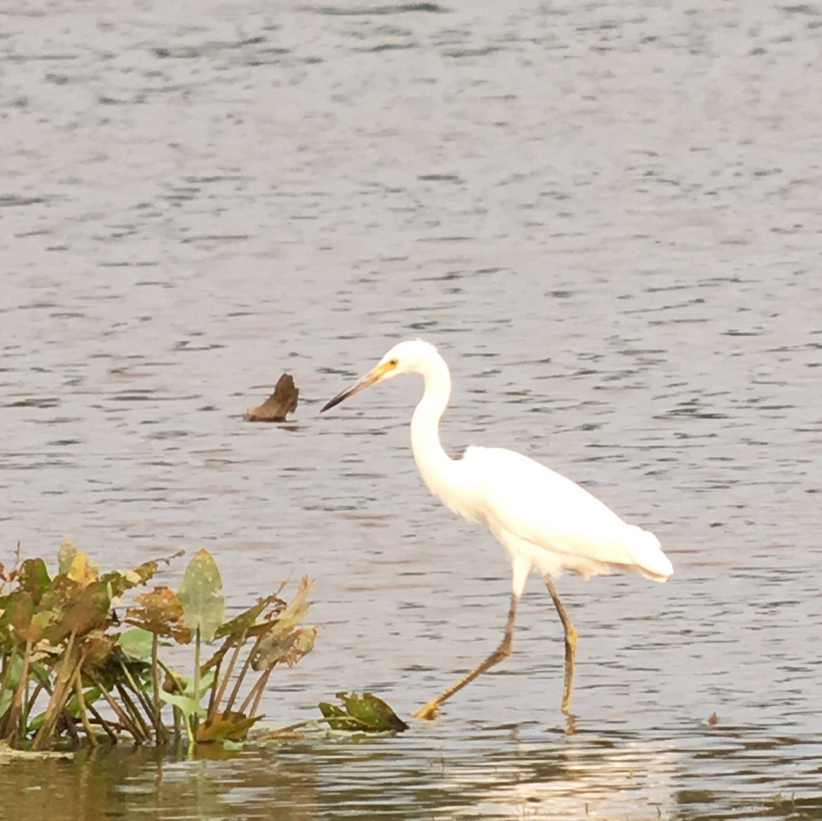 Snowy Egret - ML66301151