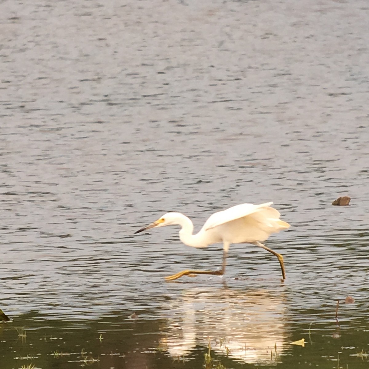 Snowy Egret - ML66301171