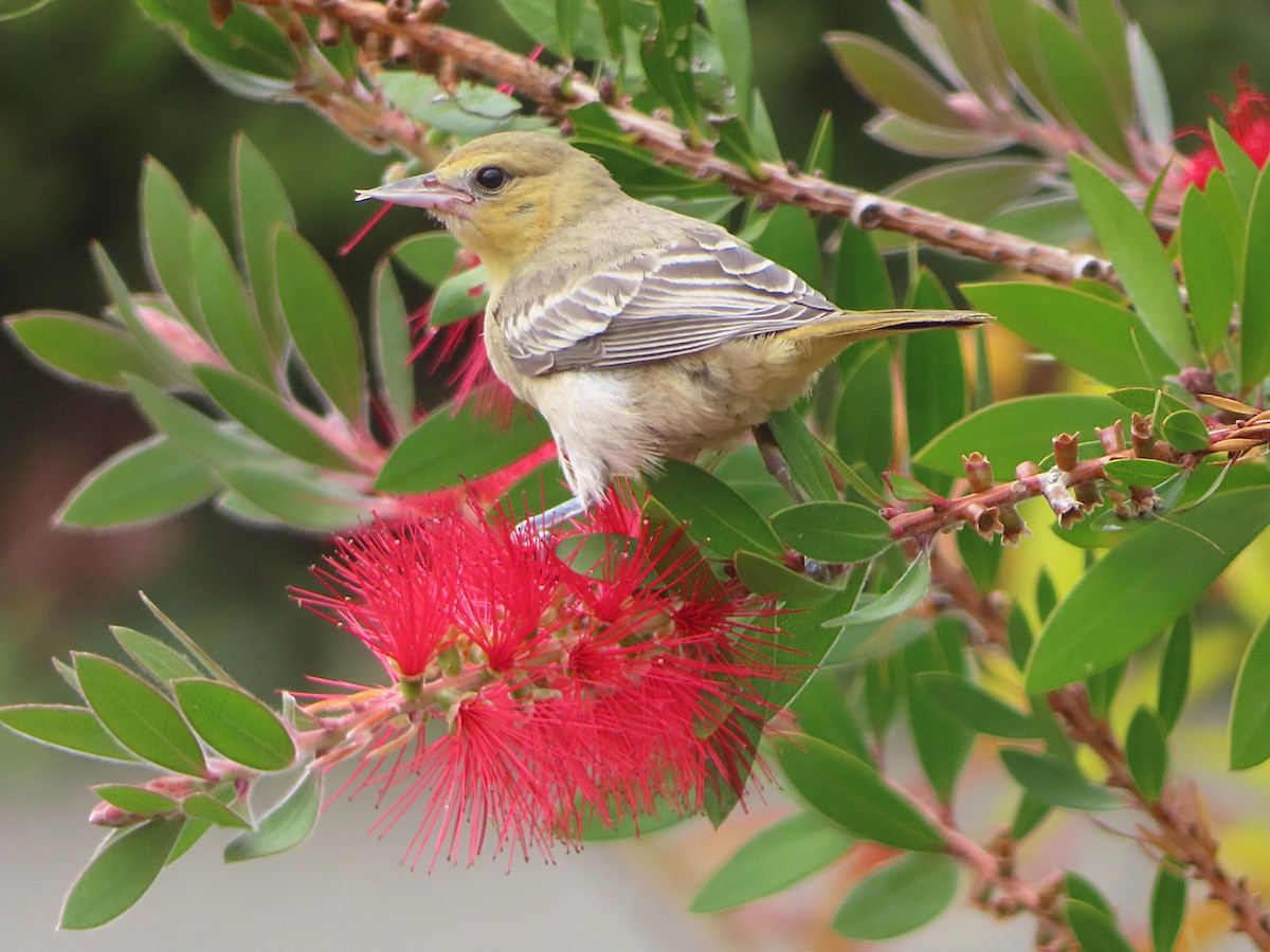 Bullock's Oriole - ML663011727