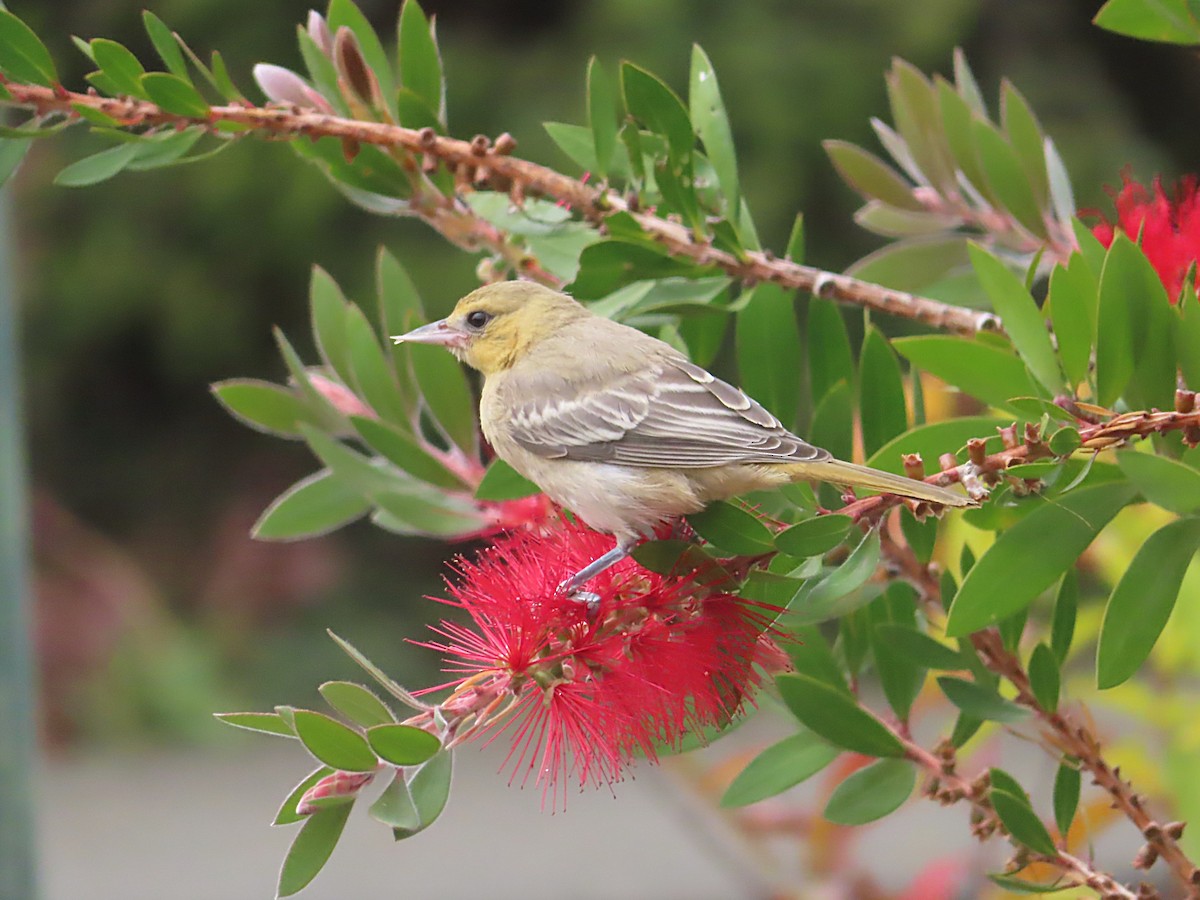 Bullock's Oriole - ML663011729