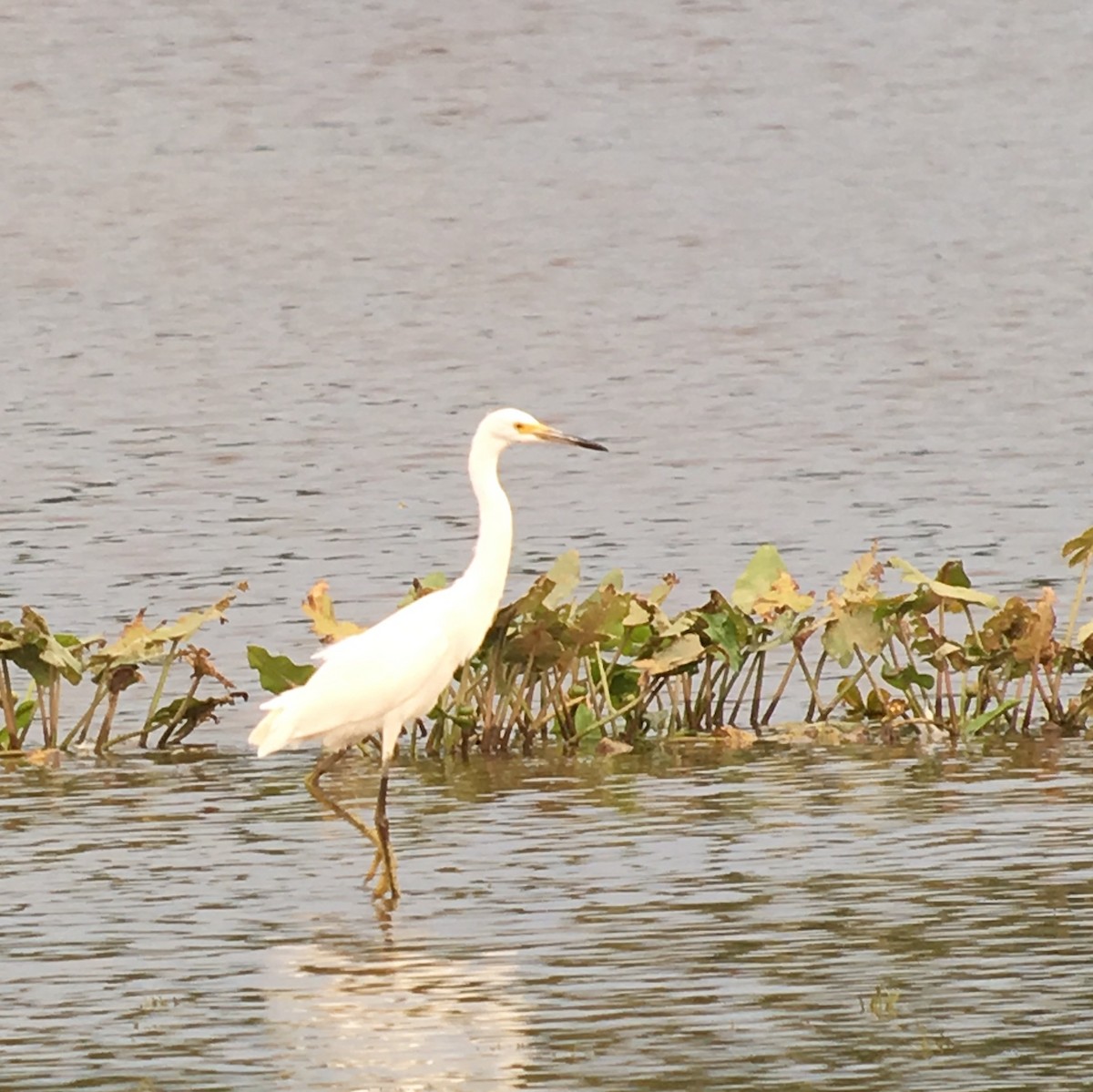Snowy Egret - ML66301181