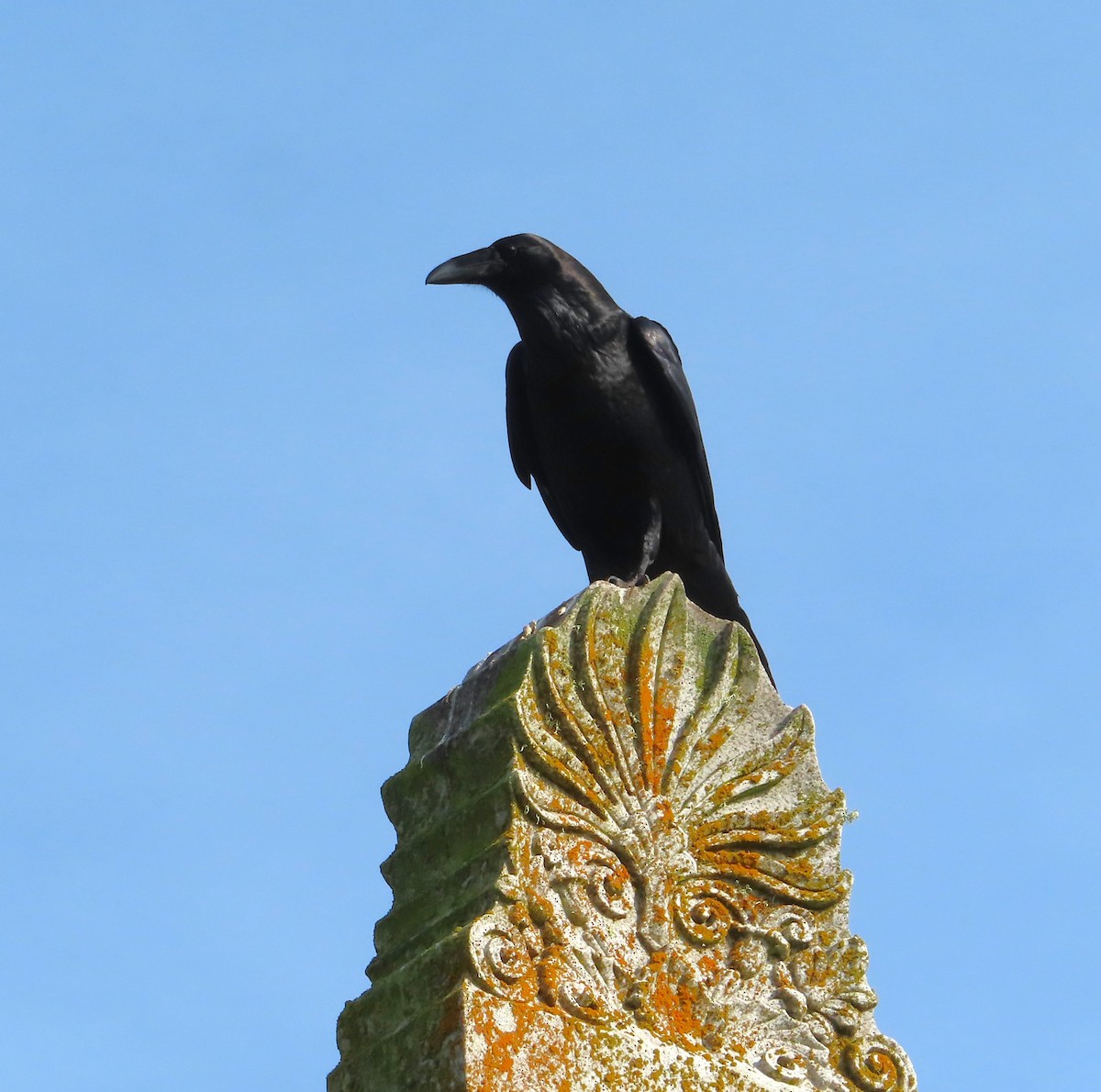 Common Raven - ML663012309