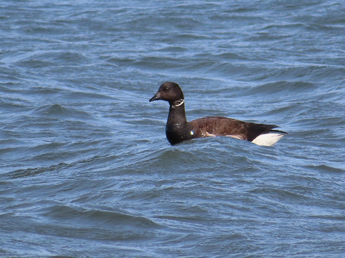Brant (Black) - ML663012382