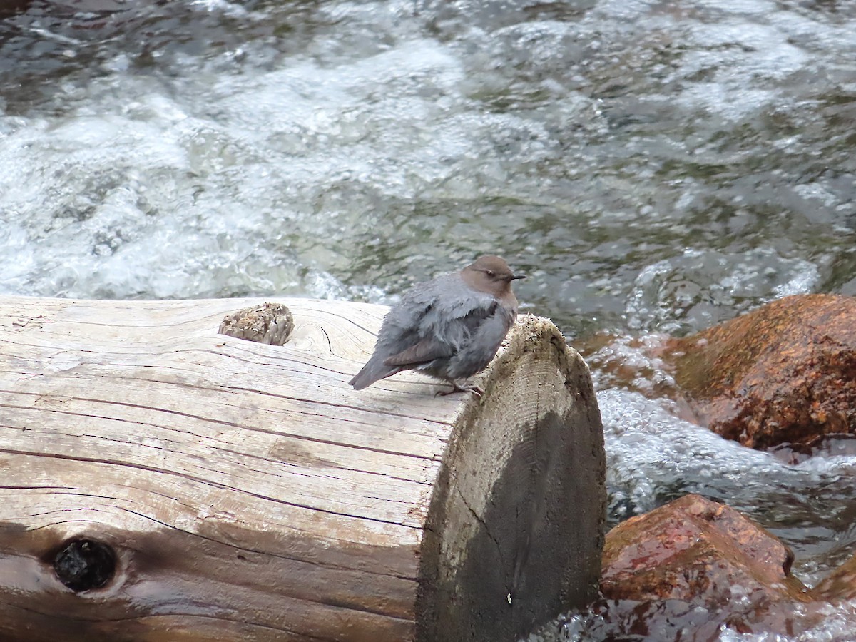 American Dipper - ML663012532