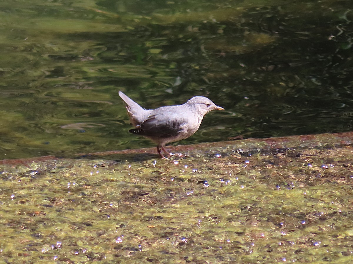 American Dipper - ML663012608