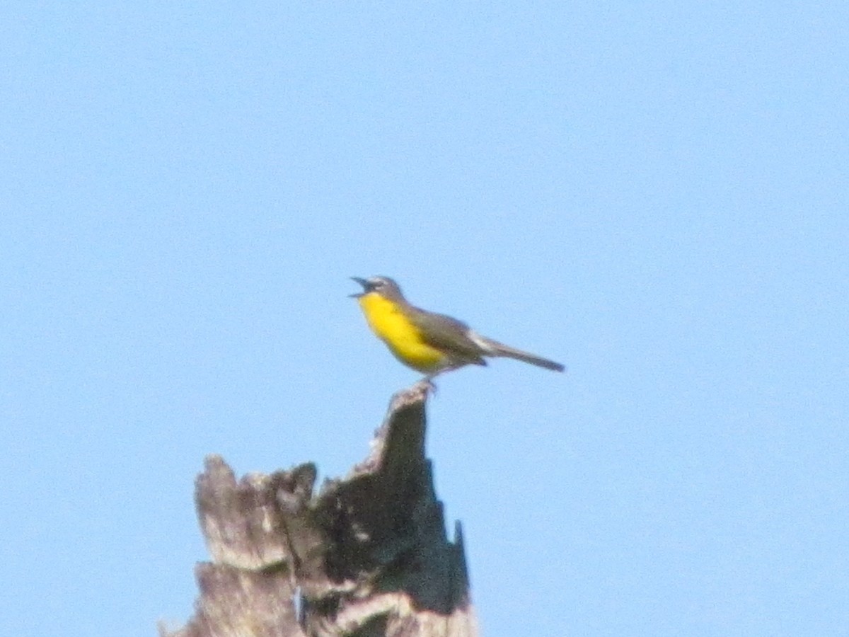 オオアメリカムシクイ - ML66301391