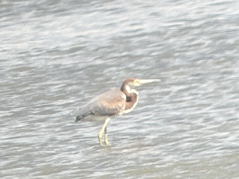 Tricolored Heron - ML663014760