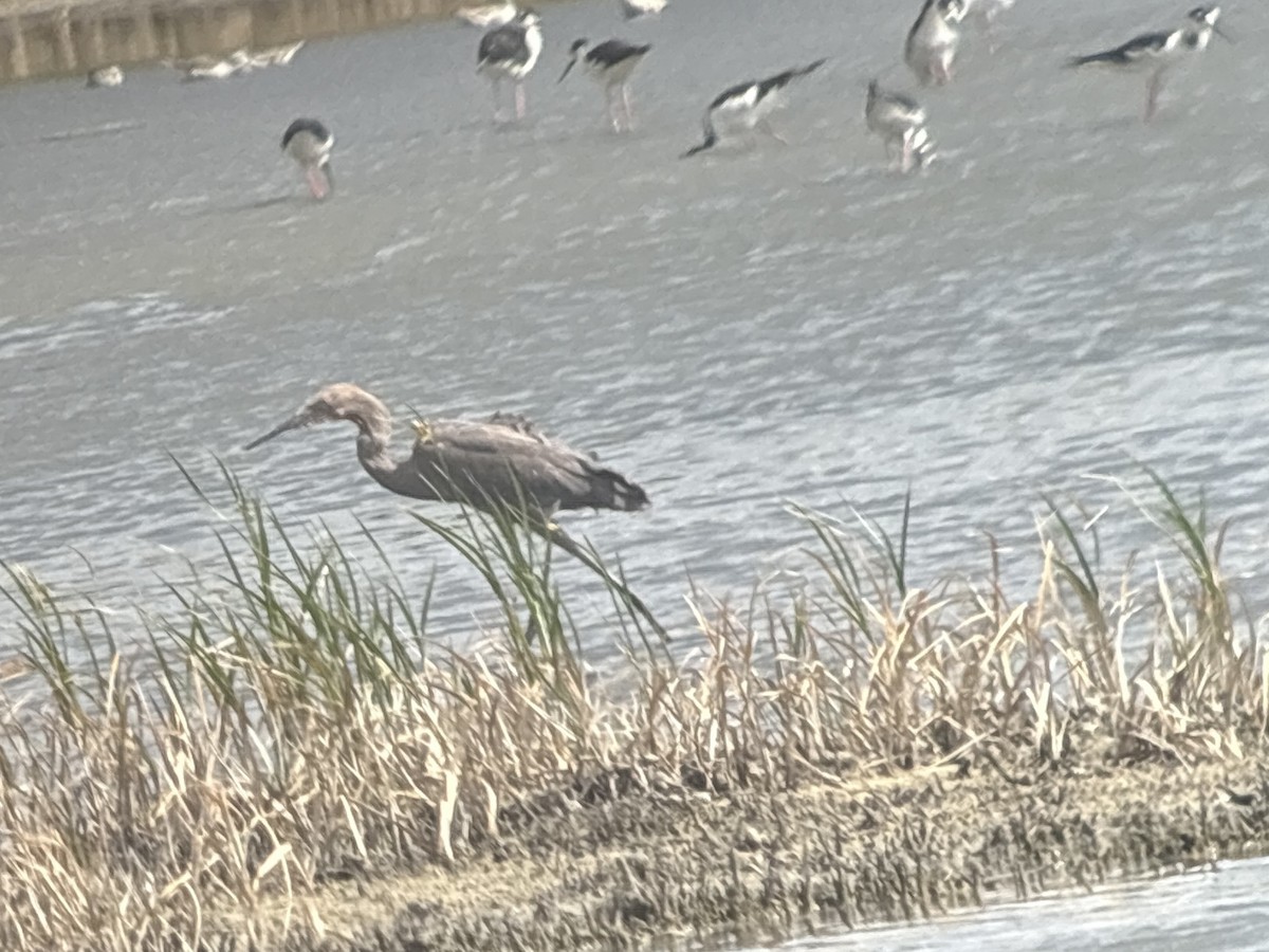 Reddish Egret - ML663014761