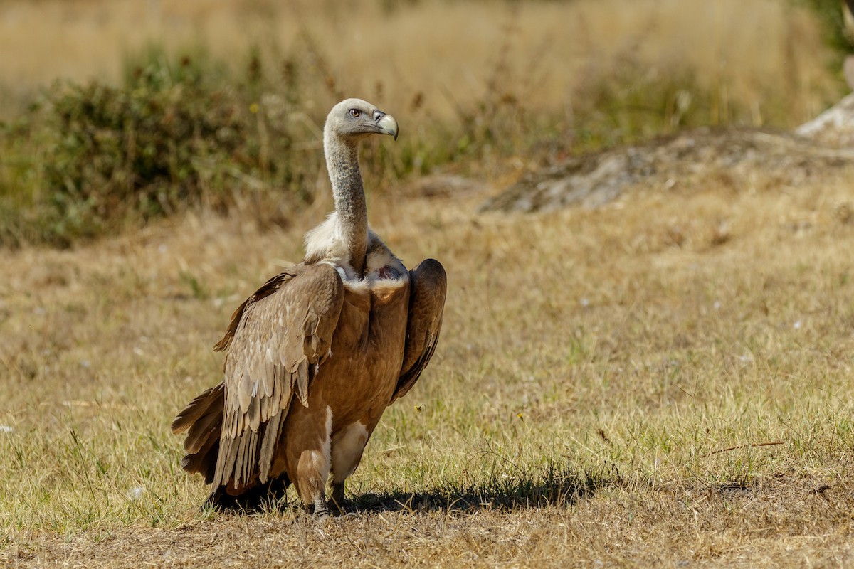 Eurasian Griffon - Luis Rodrigues