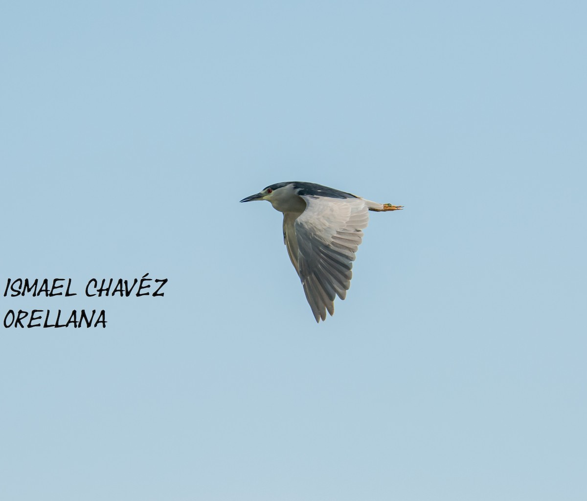 Black-crowned Night Heron - ismael chavez