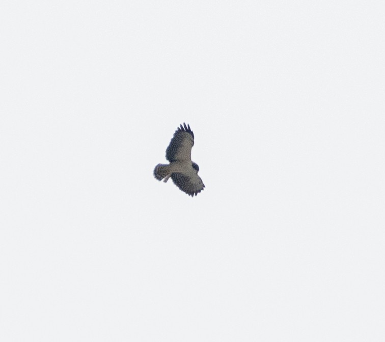 Short-tailed Hawk - ML663037764