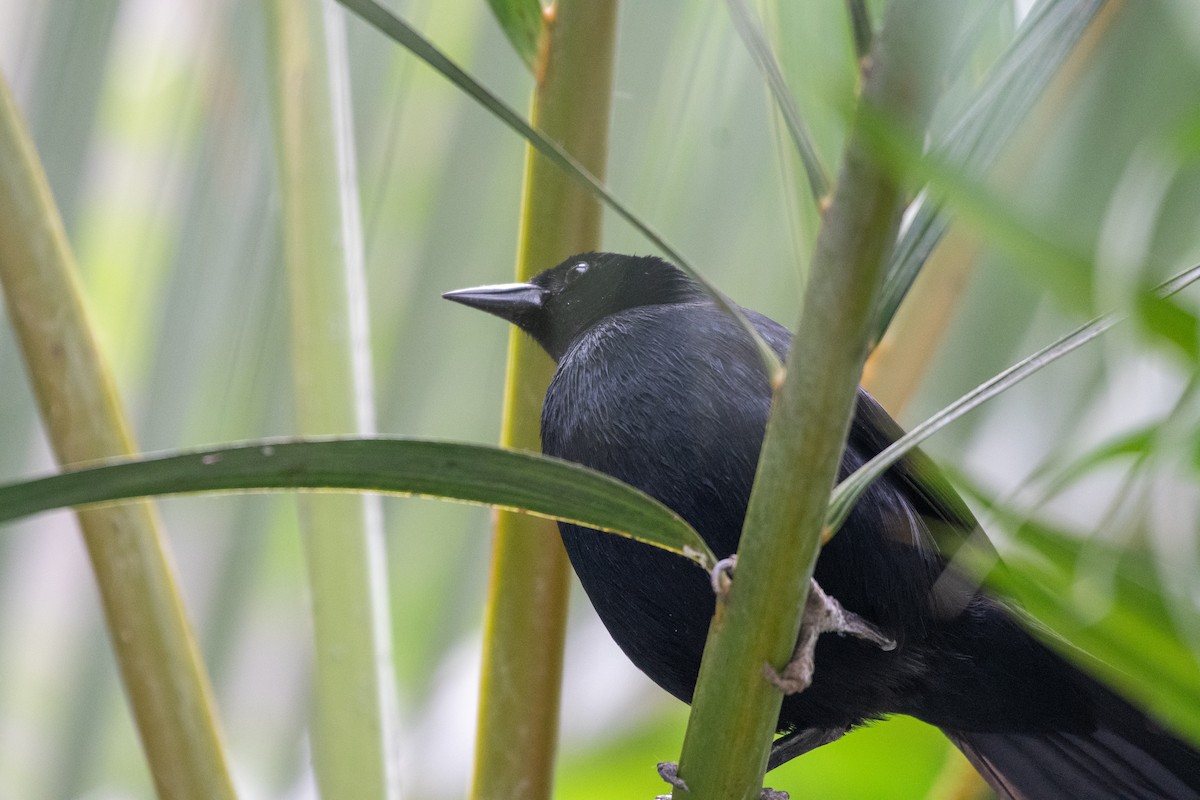 Scrub Blackbird - ML663037769