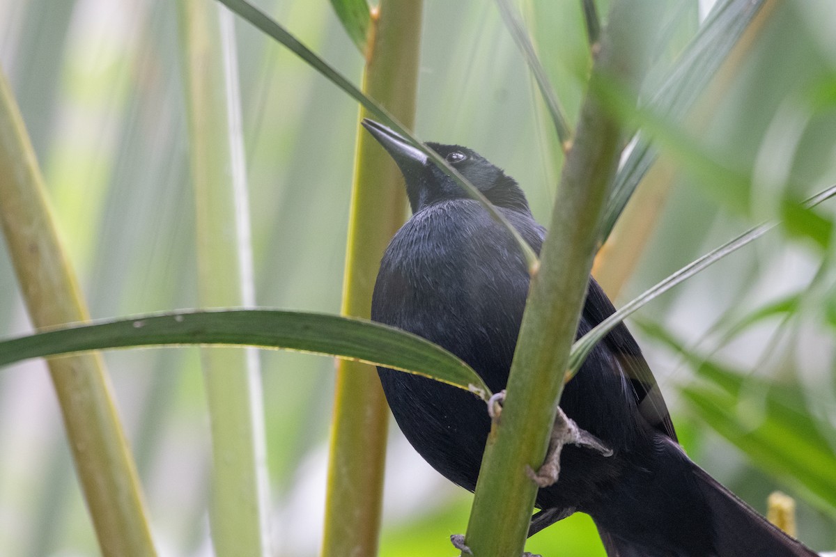 Scrub Blackbird - ML663037770
