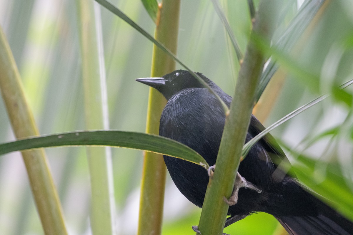 Scrub Blackbird - ML663037771