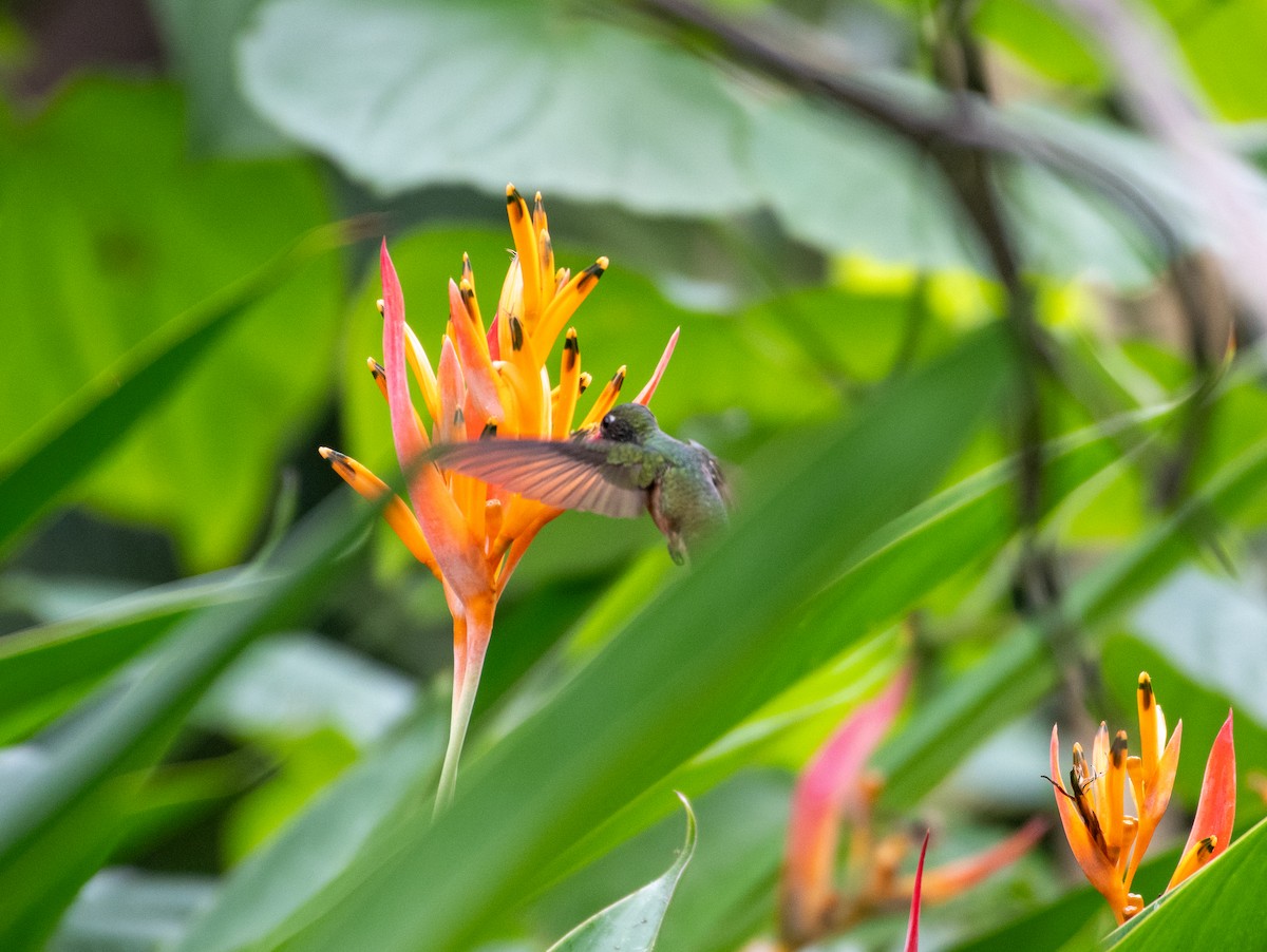 Amazilia Hummingbird - ML663037772