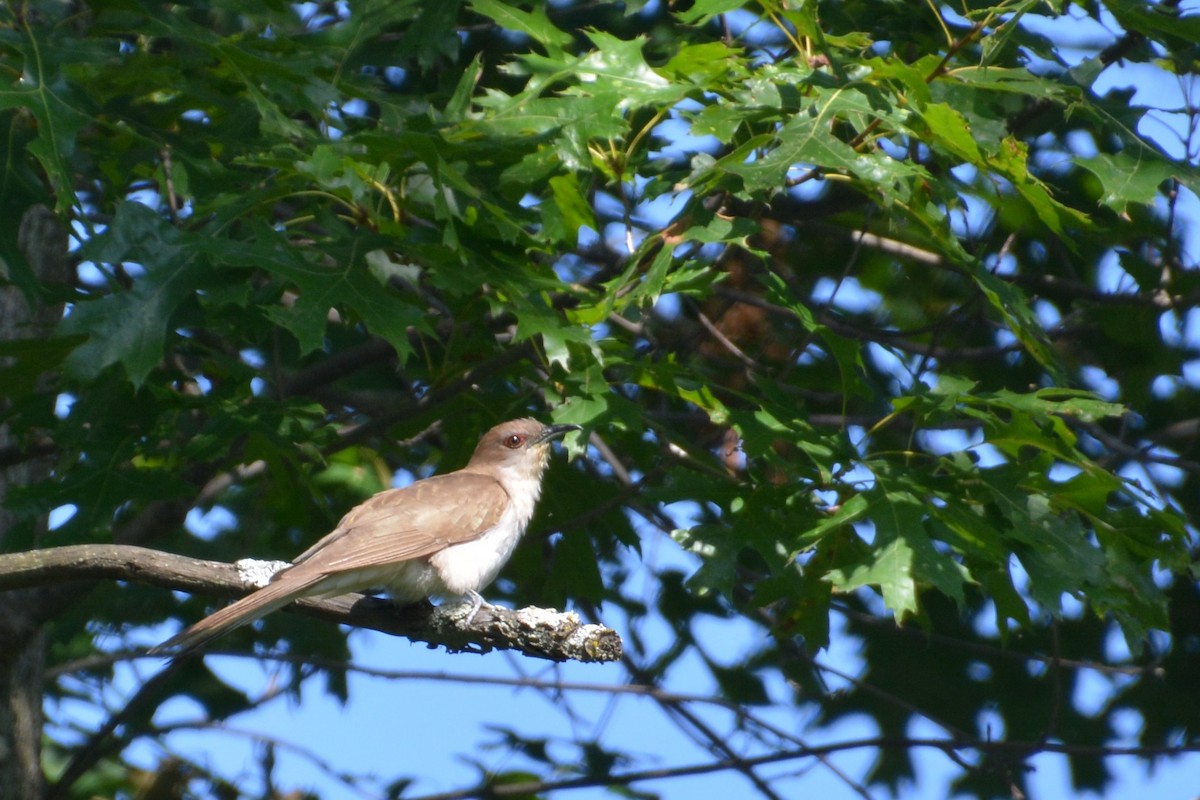 Black-billed Cuckoo - ML66305661