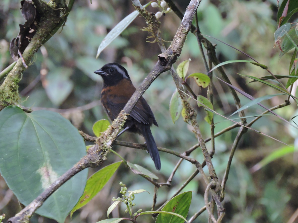 Tanager Finch - ML66306231