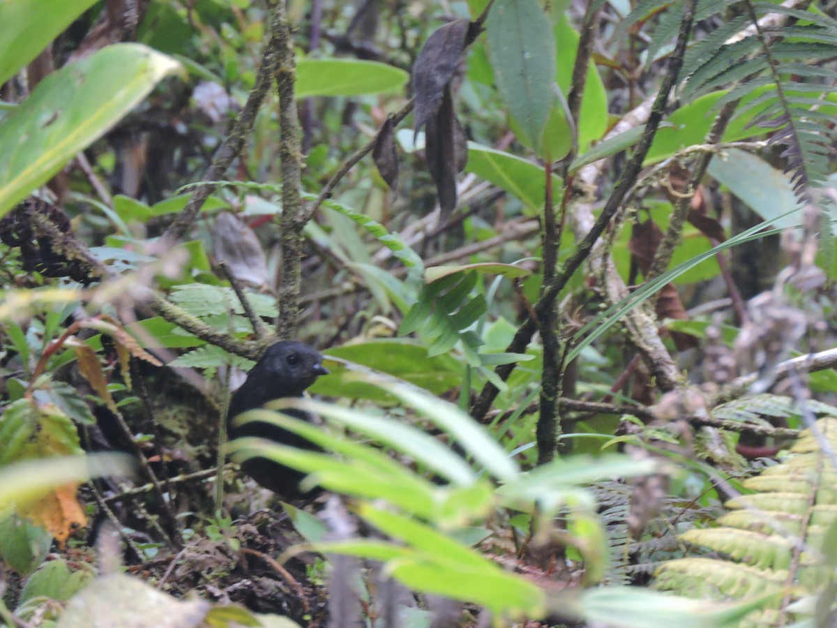 Nariño Tapaculo - ML66306271