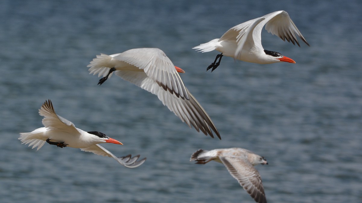 Caspian Tern - ML66307041