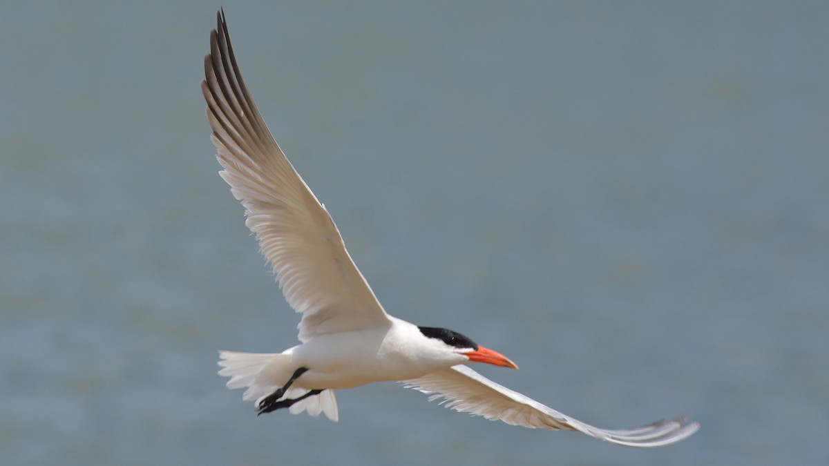 Caspian Tern - ML66307061