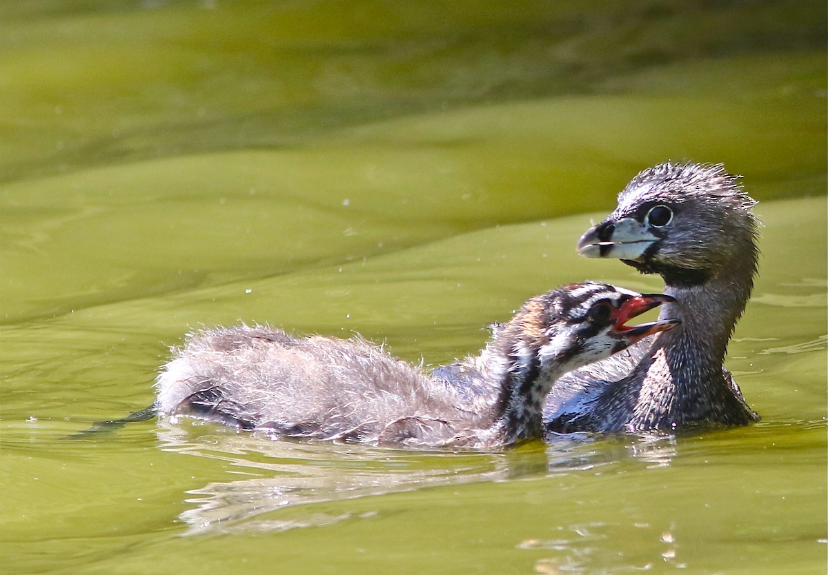 Pied-billed Grebe - Don Roberson