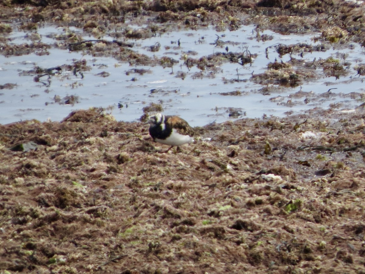 Ruddy Turnstone - ML66308261