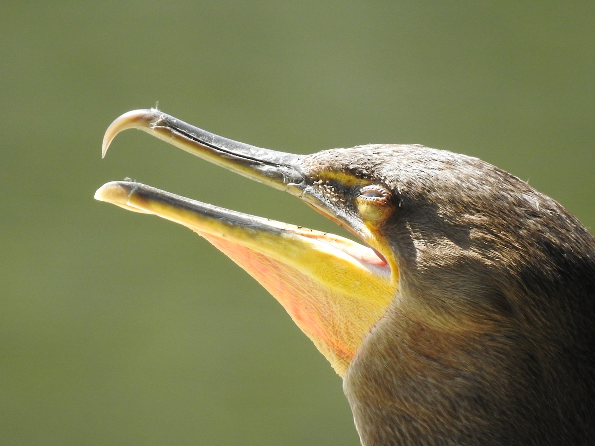 Double-crested Cormorant - ML66308591