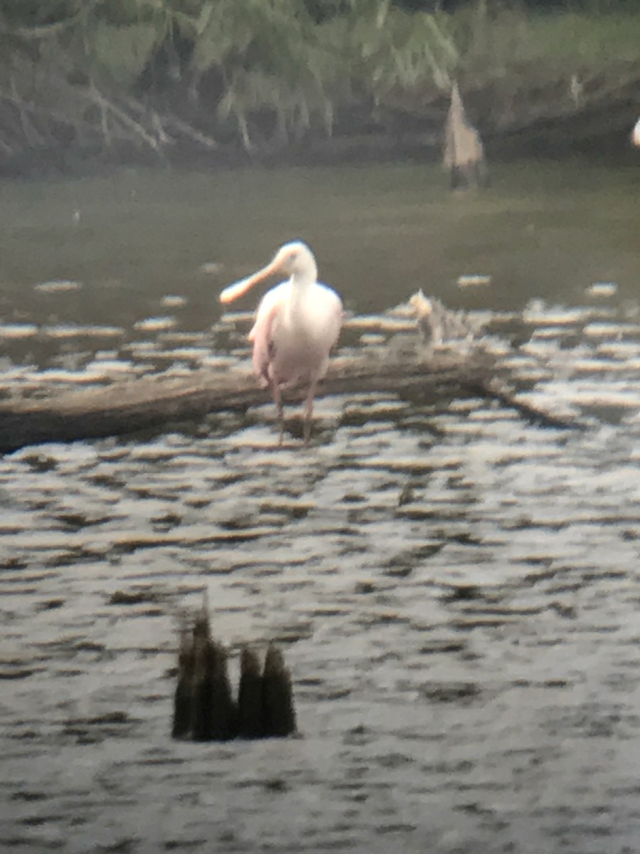 Roseate Spoonbill - ML66308621