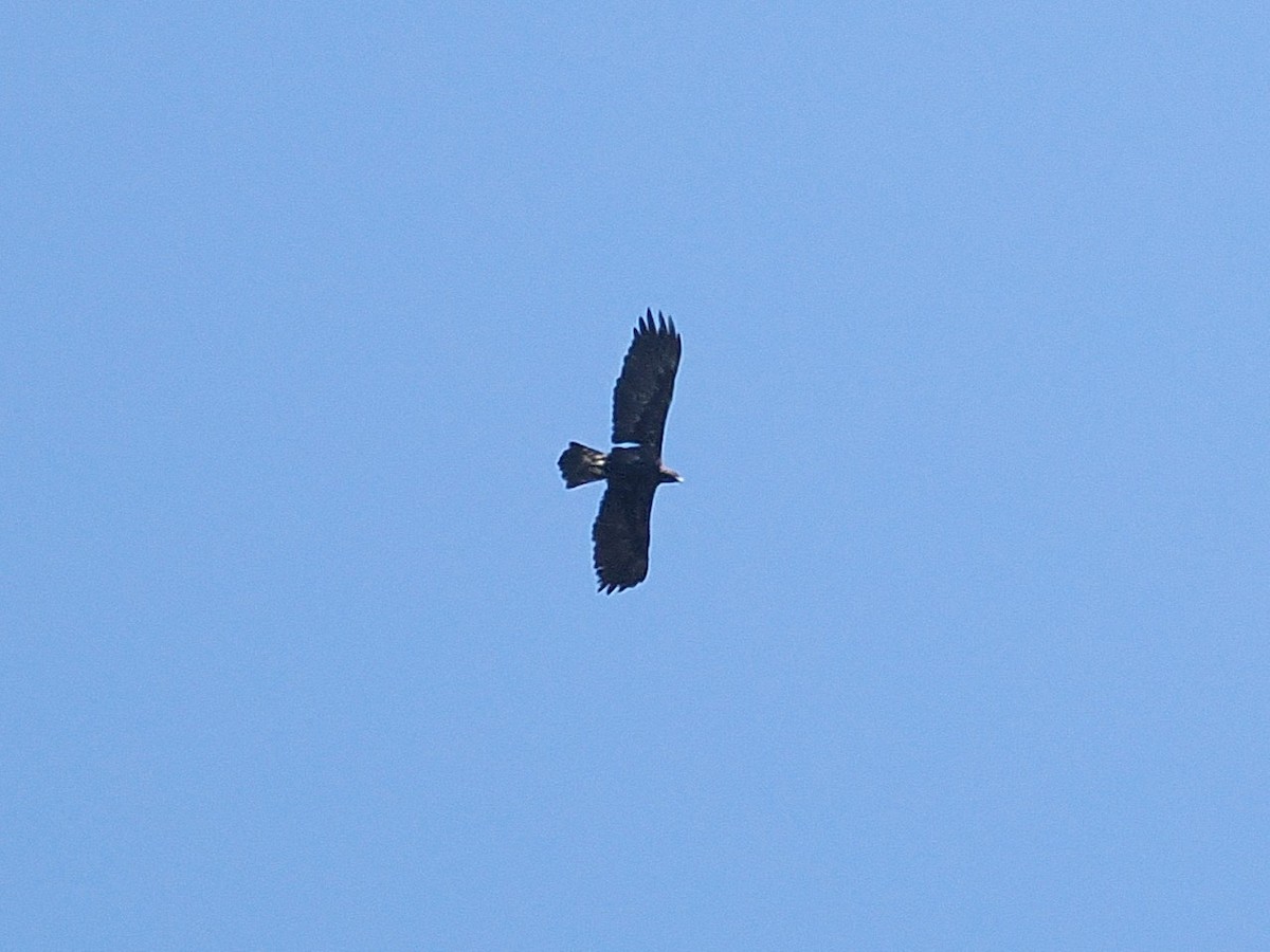 Golden Eagle - ML663088251
