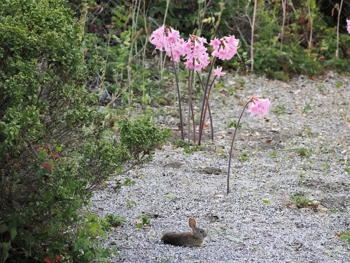 Hares and Rabbits - ML663090395