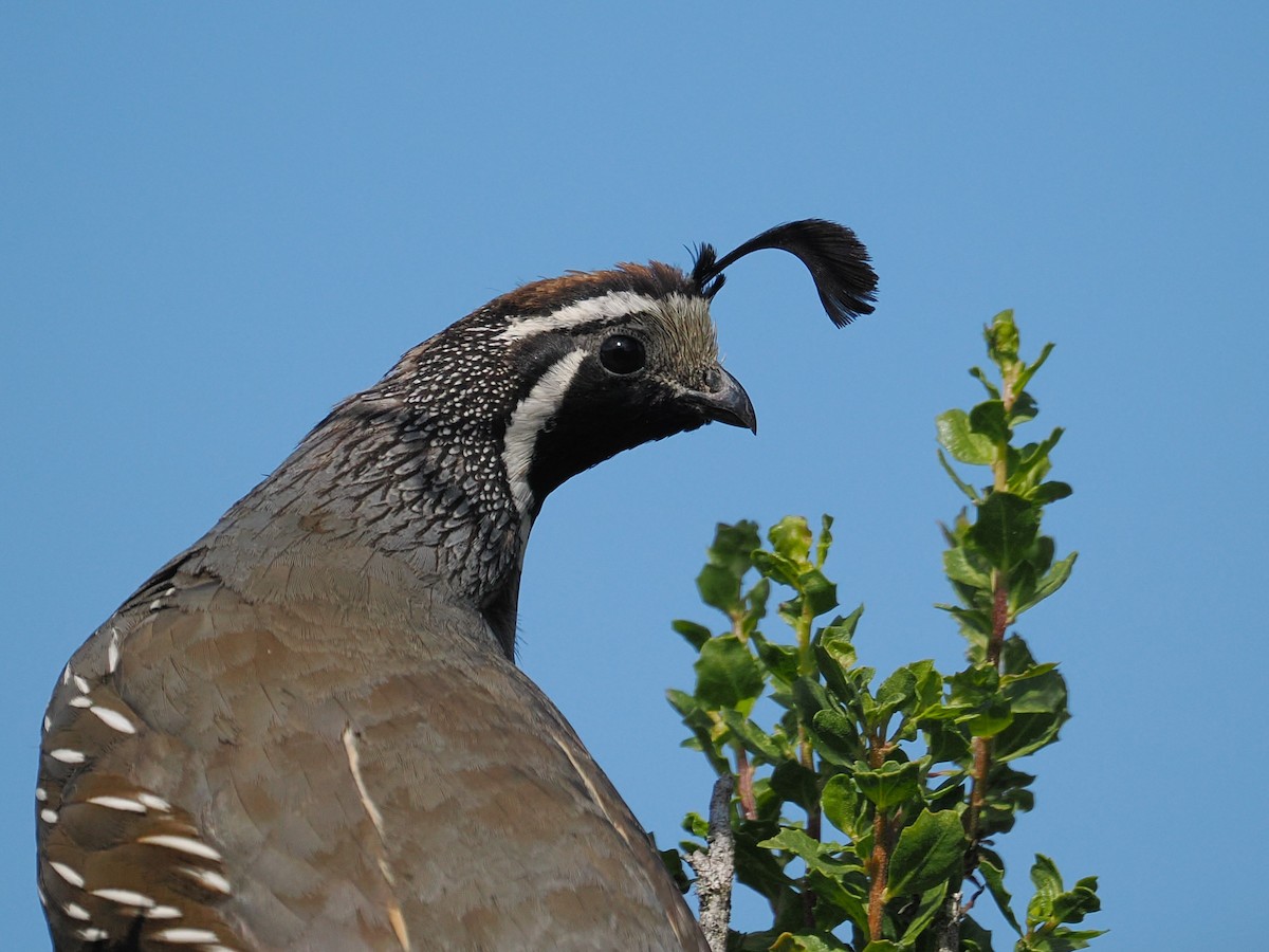 California Quail - ML663090609